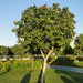 Cordia Sebestena or Orange Geiger Tree - Greensouq - 