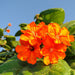Cordia Sebestena or Orange Geiger Tree - Greensouq - 