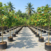 Cordia Sebestena - Orange Geiger Tree | Dubai Gardens Glory! - Greensouq - 