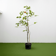 Cordia Sebestena - Orange Geiger Tree | Dubai Gardens Glory! - Greensouq - 