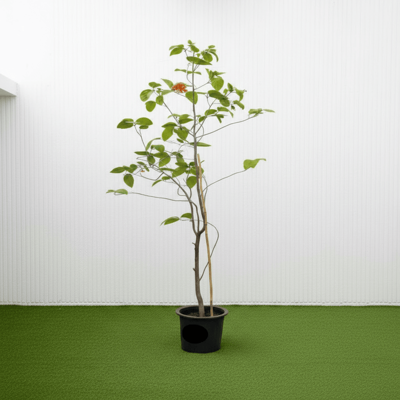Cordia Sebestena - Orange Geiger Tree | Dubai Gardens Glory! - Greensouq - 