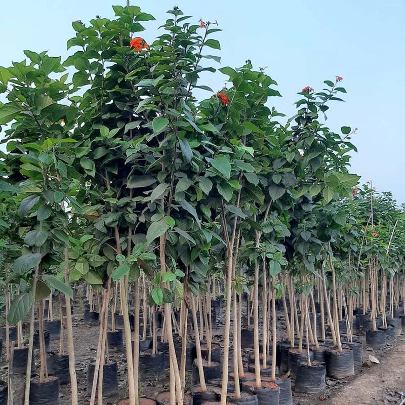 Cordia Sebestena - Orange Geiger Tree | Dubai Gardens Glory! - Greensouq - 