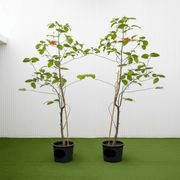 Cordia Sebestena - Orange Geiger Tree | Dubai Gardens Glory! - Greensouq - 