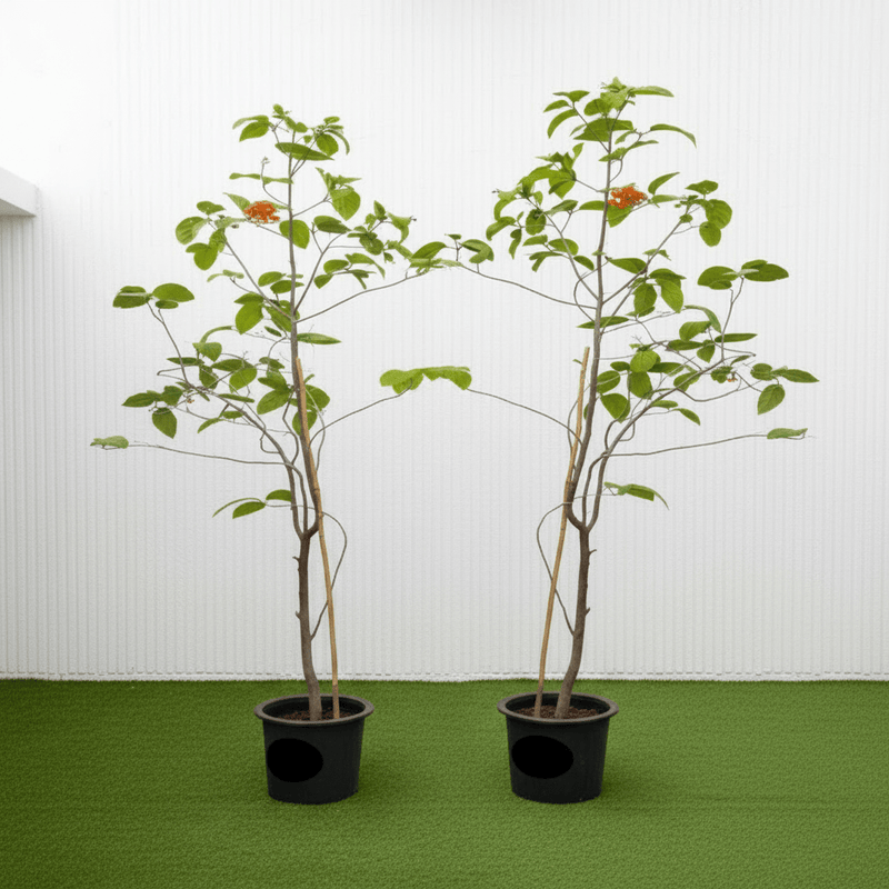 Cordia Sebestena - Orange Geiger Tree | Dubai Gardens Glory! - Greensouq - 