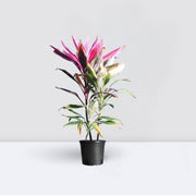 Cordyline Fruiticosa Multicolor | Ti Plant | Hawaiian Good Luck Plant - Greensouq - 