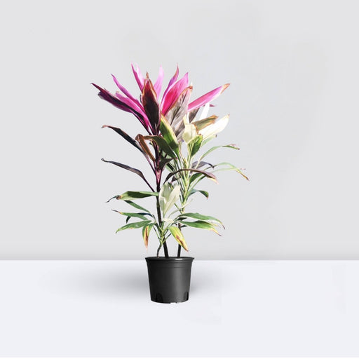Cordyline Fruiticosa Multicolor | Ti Plant | Hawaiian Good Luck Plant - Greensouq - 