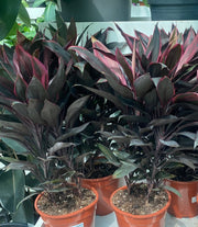 Cordyline Fruticosa Mambo "Good luck plant" 25 - 30cm - Greensouq - 