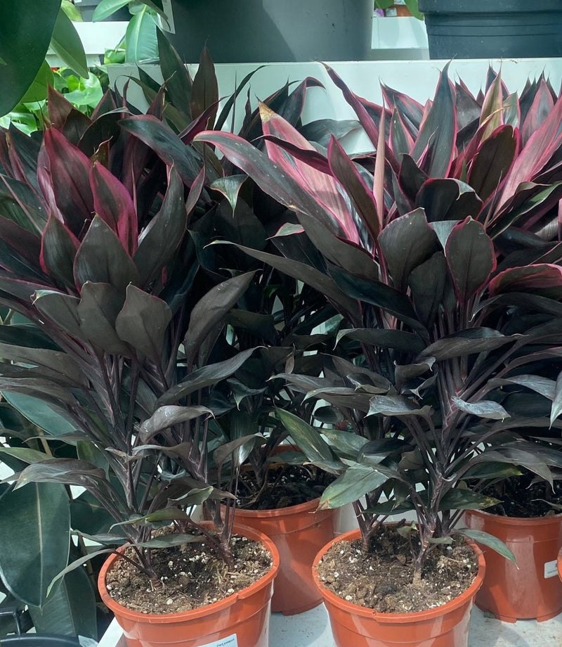 Cordyline Fruticosa Mambo "Good luck plant" 25 - 30cm - Greensouq - 