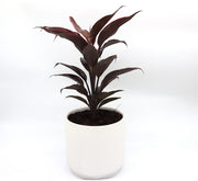Cordyline Fruticosa Mambo "Good luck plant" 25 - 30cm - Greensouq - 