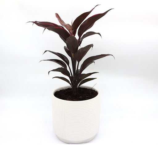Cordyline Fruticosa Mambo "Good luck plant" 25 - 30cm - Greensouq - 