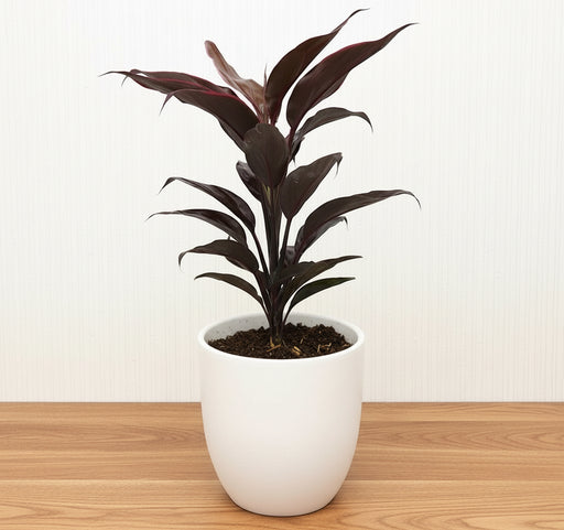 Cordyline Fruticosa Mambo "Good luck plant" 25 - 30cm - Greensouq - 