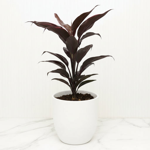 Cordyline Fruticosa Mambo "Good luck plant" 25 - 30cm - Greensouq - 