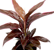 Cordyline Fruticosa Mambo "Good luck plant" 25 - 30cm - Greensouq - 