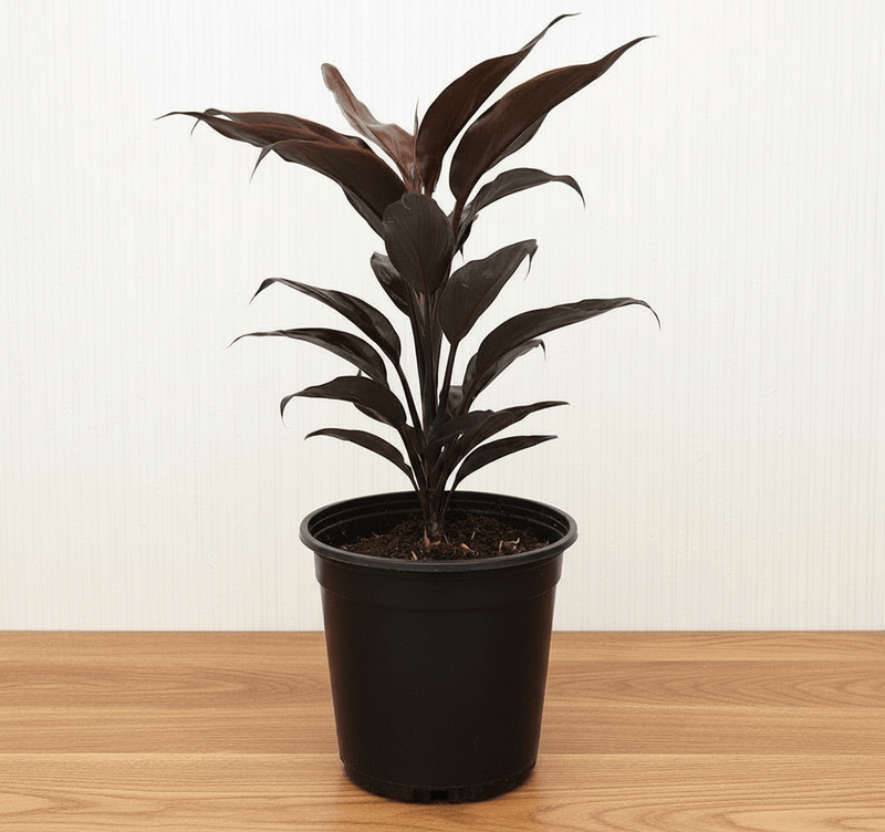 Cordyline Fruticosa Mambo "Good luck plant" 25 - 30cm - Greensouq - 