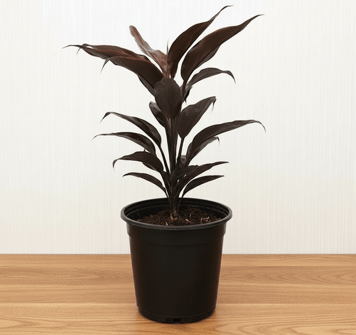 Cordyline Fruticosa Mambo "Good luck plant" 25 - 30cm - Greensouq - 