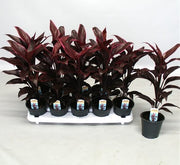 Cordyline Fruticosa Mambo "Good luck plant" 25 - 30cm - Greensouq - 