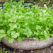 Coriander Agrimax Seeds - Greensouq - 