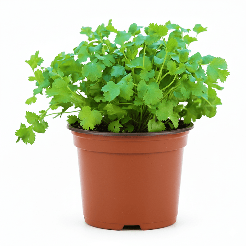 Coriander Plant "Organic Herbs" - Greensouq - 