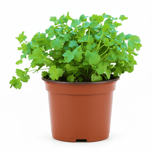 Coriander Plant "Organic Herbs" - Greensouq - 