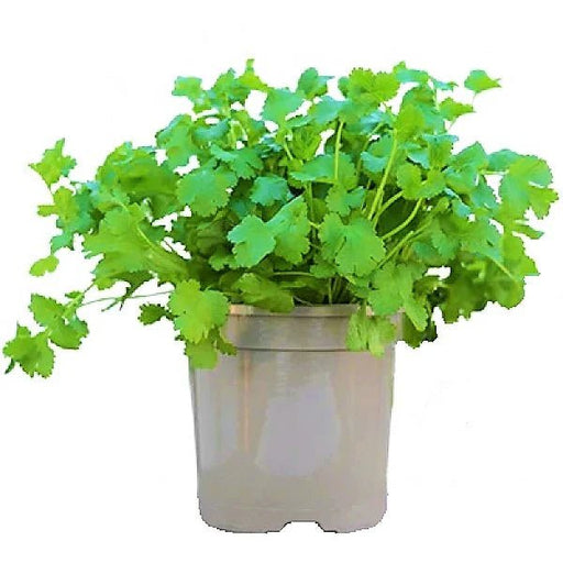 Coriander Plant "Organic Herbs" - Greensouq - 