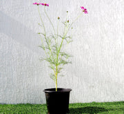 Cosmos Flowering Plant - Greensouq - 