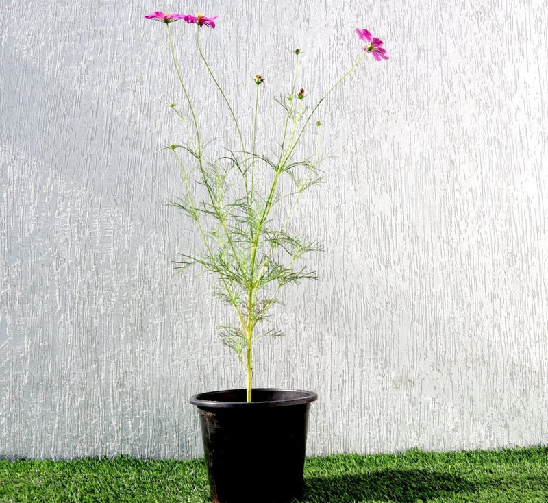 Cosmos Flowering Plant - Greensouq - 