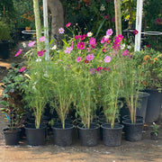 Cosmos Flowering Plant - Greensouq - 