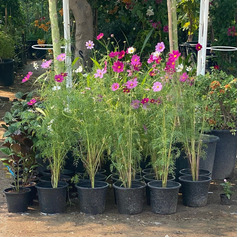 Cosmos Flowering Plant - Greensouq - 
