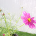 Cosmos Flowering Plant - Greensouq - 