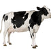 Cow Manure "Organic" 100% Natural Fertilizer 10,16 & 25Kg سماد البقر - Greensouq - 