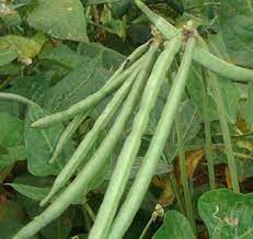 Cowpea Agrimax Seeds - Greensouq - 