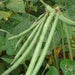 Cowpea Agrimax Seeds - Greensouq - 