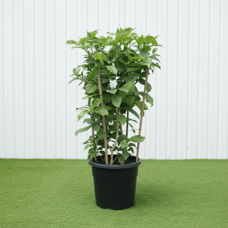Crape Jasmine - Tabernaemontana Divaricata | Dubai's Top Selling Plant! - Greensouq - 