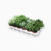 Crassula Mix 7 – 11cm - Greensouq - 
