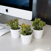 Crassula Mix (7 – 11cm) | Dubai's Glossy Greens! - Greensouq - 