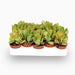 Crassula OvataCrassula ovata Mini “Dollar Plant Or Jade Plant” 5-10cm