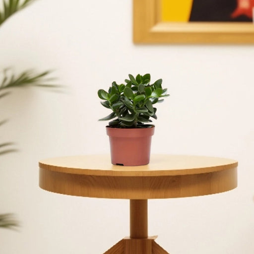 Crassula Ovata (Dollar Plant, Jade Plant, Jade Tree, Money Tree) - Greensouq - 