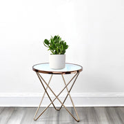 Crassula Ovata (Dollar Plant, Jade Plant, Jade Tree, Money Tree) - Greensouq - 