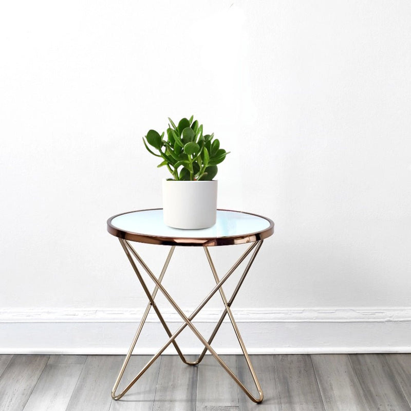 Crassula Ovata (Dollar Plant, Jade Plant, Jade Tree, Money Tree) - Greensouq - 
