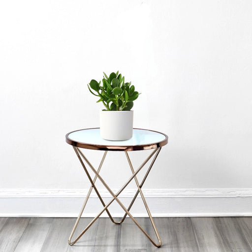 Crassula Ovata (Dollar Plant, Jade Plant, Jade Tree, Money Tree) - Greensouq - 