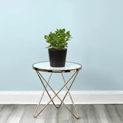 Crassula Ovata (Dollar Plant, Jade Plant, Jade Tree, Money Tree) - Greensouq - 