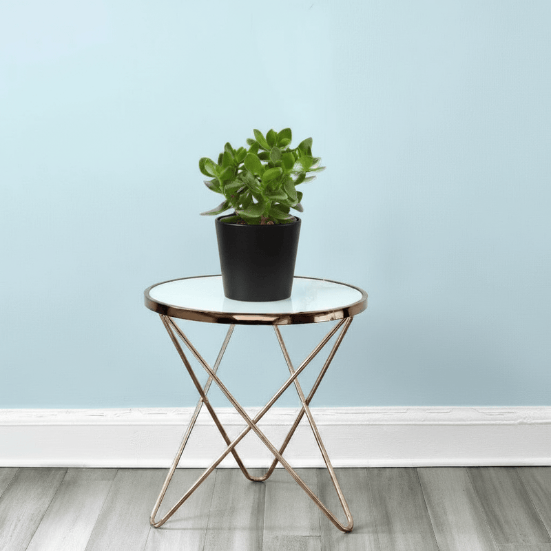 Crassula Ovata (Dollar Plant, Jade Plant, Jade Tree, Money Tree) - Greensouq - 