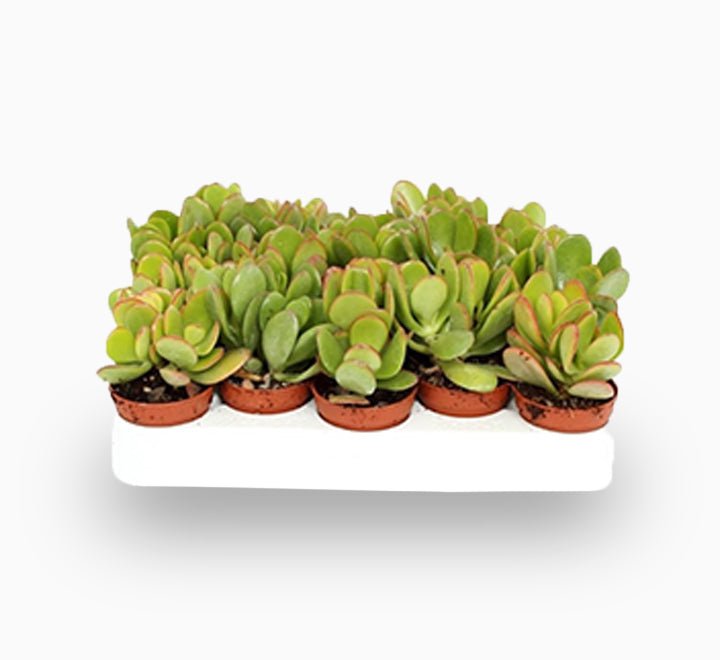 jade plant vs money tree Crassula Ovata