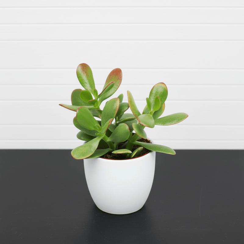 Crassula Ovata (Dollar Plant, Jade Plant, Jade Tree, Money Tree) - Greensouq - 
