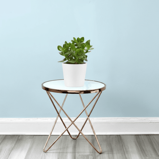 Crassula Ovata (Dollar Plant, Jade Plant, Jade Tree, Money Tree) - Greensouq - 