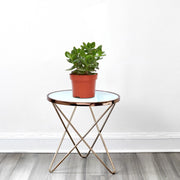 Crassula Ovata (Dollar Plant, Jade Plant, Jade Tree, Money Tree) - Greensouq - 