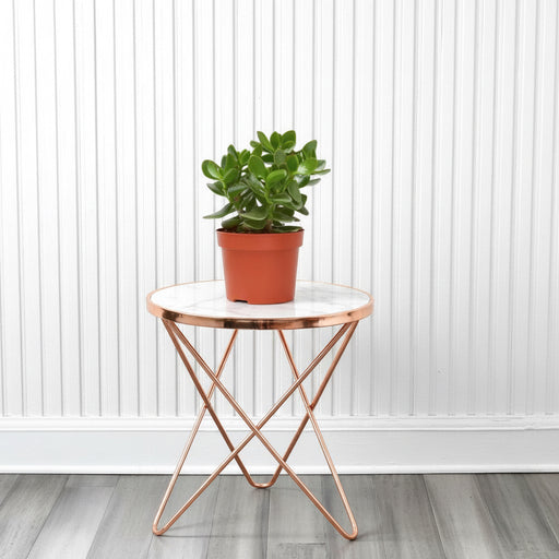 Crassula Ovata (Dollar Plant, Jade Plant, Jade Tree, Money Tree) - Greensouq - 