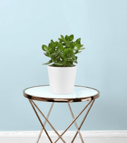 Crassula Ovata (Dollar Plant, Jade Plant, Jade Tree, Money Tree) - Greensouq - 
