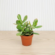Crassula Ovata (Dollar Plant, Jade Plant, Jade Tree, Money Tree) - Greensouq - 