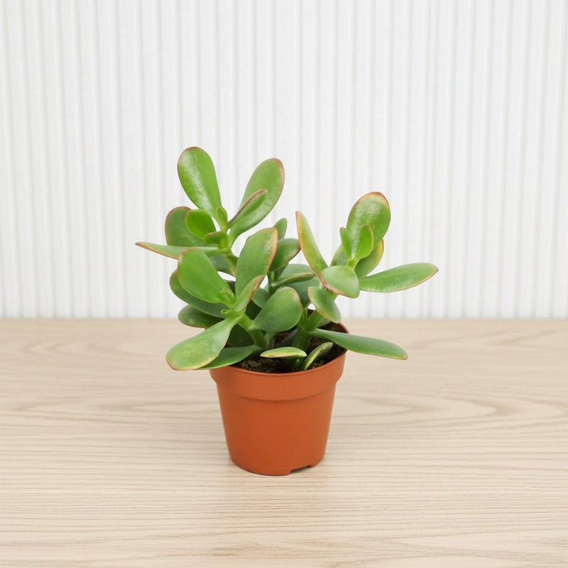 Crassula Ovata (Dollar Plant, Jade Plant, Jade Tree, Money Tree) - Greensouq - 